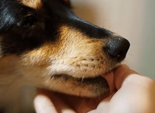 „Zašto pas liže ruku: 8 najčešćih razloga i kako razumjeti ovaj gest“