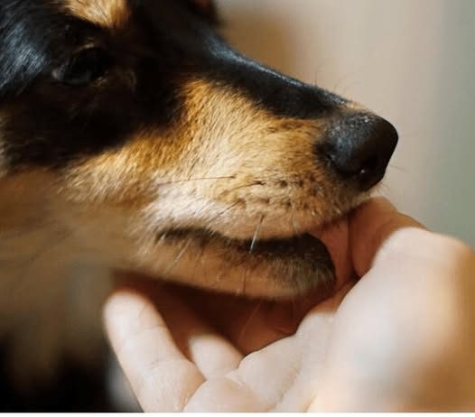 „Zašto pas liže ruku: 8 najčešćih razloga i kako razumjeti ovaj gest“