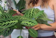 AKO I VI OVO RADITE SA SOBNIM BILJKAMA, ODMAH PRESTANITE: 5 grešaka koje skoro svi prave a “smrt” su za cveće u kući!
