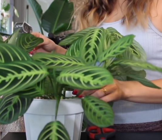 AKO I VI OVO RADITE SA SOBNIM BILJKAMA, ODMAH PRESTANITE: 5 grešaka koje skoro svi prave a “smrt” su za cveće u kući!