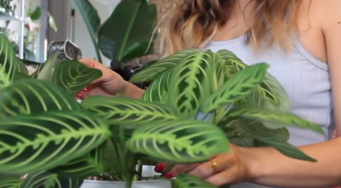 AKO I VI OVO RADITE SA SOBNIM BILJKAMA, ODMAH PRESTANITE: 5 grešaka koje skoro svi prave a “smrt” su za cveće u kući!