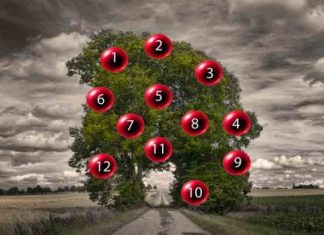 DRVO ŽELJA! ZAMISLITE JEDNU ŽELJU I IZABERITE 1 BROJ SA DRVETA: Evo da li će vam se želja ostvariti DRVO ŽELJA! ZAMISLITE JEDNU ŽELJU I IZABERITE 1 BROJ SA DRVETA: Evo da li će vam se želja ostvariti - featured image