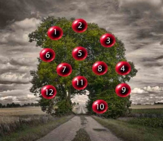 DRVO ŽELJA! ZAMISLITE JEDNU ŽELJU I IZABERITE 1 BROJ SA DRVETA: Evo da li će vam se želja ostvariti DRVO ŽELJA! ZAMISLITE JEDNU ŽELJU I IZABERITE 1 BROJ SA DRVETA: Evo da li će vam se želja ostvariti - featured image