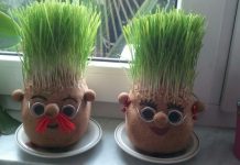 Ako se božićna pšenica P0SADI NA 0VAJ DAN, kuća će biti blagoslovena cijele godine- URADITE TO NA VREME… Ako se božićna pšenica P0SADI NA 0VAJ DAN, kuća će biti blagoslovena cijele godine- URADITE TO NA VREME… - featured image