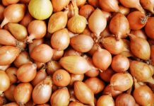 Uradi ovo prije sadnje luka i imat ćeš OGROMNE lukovice! Uradi ovo prije sadnje luka i imat ćeš OGROMNE lukovice! - featured image