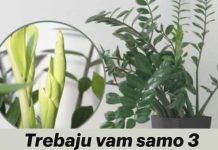 Samo 3 supene kašike i zamiokulkas ćedati PUNO novih listova!