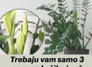 Samo 3 supene kašike i zamiokulkas ćedati PUNO novih listova!