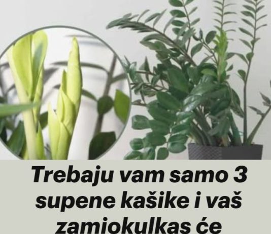 Samo 3 supene kašike i zamiokulkas ćedati PUNO novih listova!