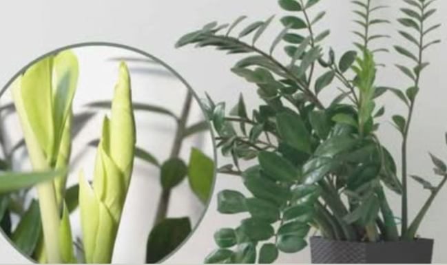 Samo 3 supene kašike i zamiokulkas ćedati PUNO novih listova!