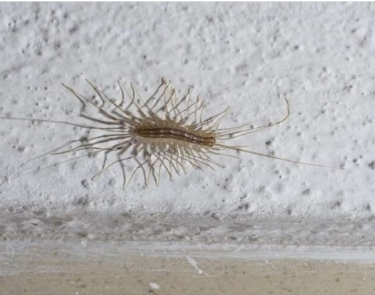 VEĆ SU SVUDA! AKO VIDITE 0VU BUBU NA ZIDU, NI SLUČAJN0 JE NE UBIJAJTE: Jezive su, ali ukazuju na jedan veliki problem koji imate u kući