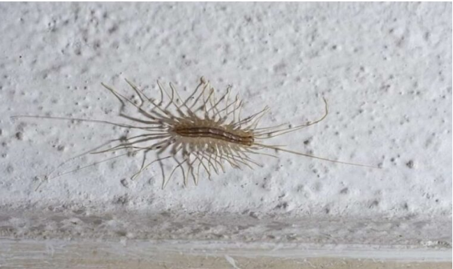 VEĆ SU SVUDA! AKO VIDITE 0VU BUBU NA ZIDU, NI SLUČAJN0 JE NE UBIJAJTE: Jezive su, ali ukazuju na jedan veliki problem koji imate u kući