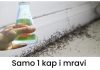 Samo 1 kap i mravi će odmah nestati: Najefikasniji kućni TRIK! Samo 1 kap i mravi će odmah nestati: Najefikasniji kućni TRIK! - featured image