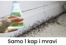 Samo 1 kap i mravi će odmah nestati: Najefikasniji kućni TRIK! Samo 1 kap i mravi će odmah nestati: Najefikasniji kućni TRIK! - featured image