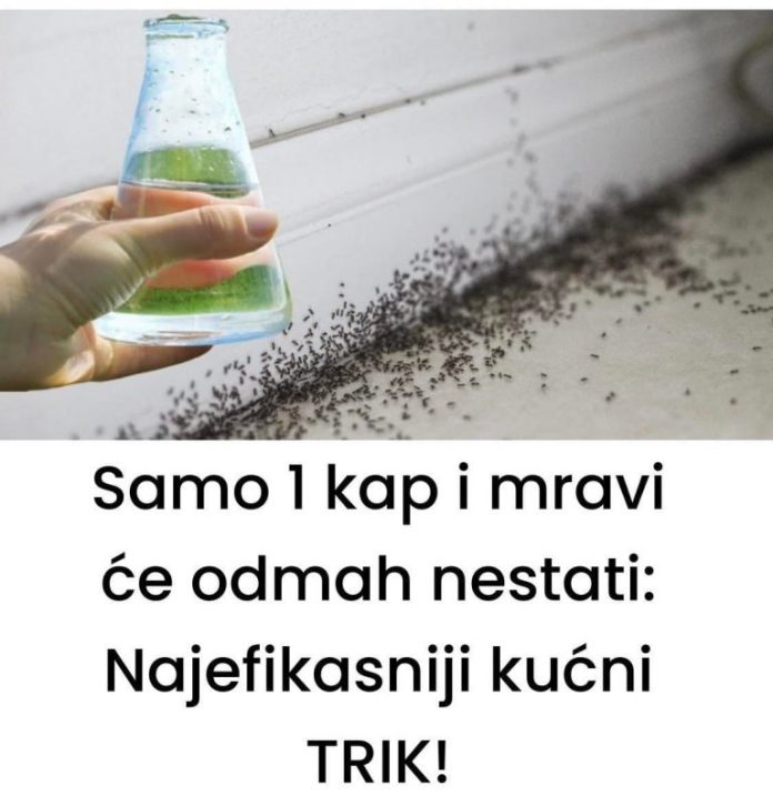 Samo 1 kap i mravi će odmah nestati: Najefikasniji kućni TRIK! - featured image Samo 1 kap i mravi će odmah nestati: Najefikasniji kućni TRIK! - featured image