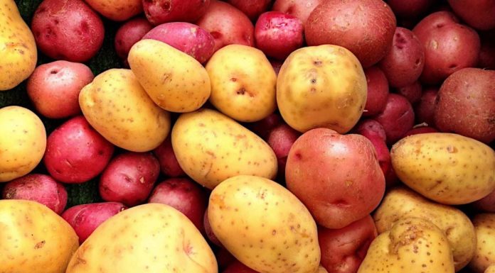 STRUČNJACI OTKRILI DA LI JE BOLJI CRVENI ILI BIJELI KROMPIR: Razlika je velika, a ovaj je zdraviji STRUČNJACI OTKRILI DA LI JE BOLJI CRVENI ILI BIJELI KROMPIR: Razlika je velika, a ovaj je zdraviji - featured image