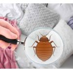 Male bube koje žive u vašem krevetu – Evo kako da ih izbacite zauvek uz ovaj jednostavan trik! Male bube koje žive u vašem krevetu – Evo kako da ih izbacite zauvek uz ovaj jednostavan trik! - featured image