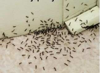 SAMO 1 KAP I MRAVI ĆE POBJEĆI IZ VAŠE KUĆE ZA 2 SEKUNDE…Najefikasni kućni TRIK… SAMO 1 KAP I MRAVI ĆE POBJEĆI IZ VAŠE KUĆE ZA 2 SEKUNDE…Najefikasni kućni TRIK… - featured image