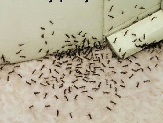 SAMO 1 KAP I MRAVI ĆE POBJEĆI IZ VAŠE KUĆE ZA 2 SEKUNDE…Najefikasni kućni TRIK… SAMO 1 KAP I MRAVI ĆE POBJEĆI IZ VAŠE KUĆE ZA 2 SEKUNDE…Najefikasni kućni TRIK… - featured image
