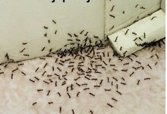 SAMO 1 KAP I MRAVI ĆE POBJEĆI IZ VAŠE KUĆE ZA 2 SEKUNDE…Najefikasni kućni TRIK… SAMO 1 KAP I MRAVI ĆE POBJEĆI IZ VAŠE KUĆE ZA 2 SEKUNDE…Najefikasni kućni TRIK… - featured image