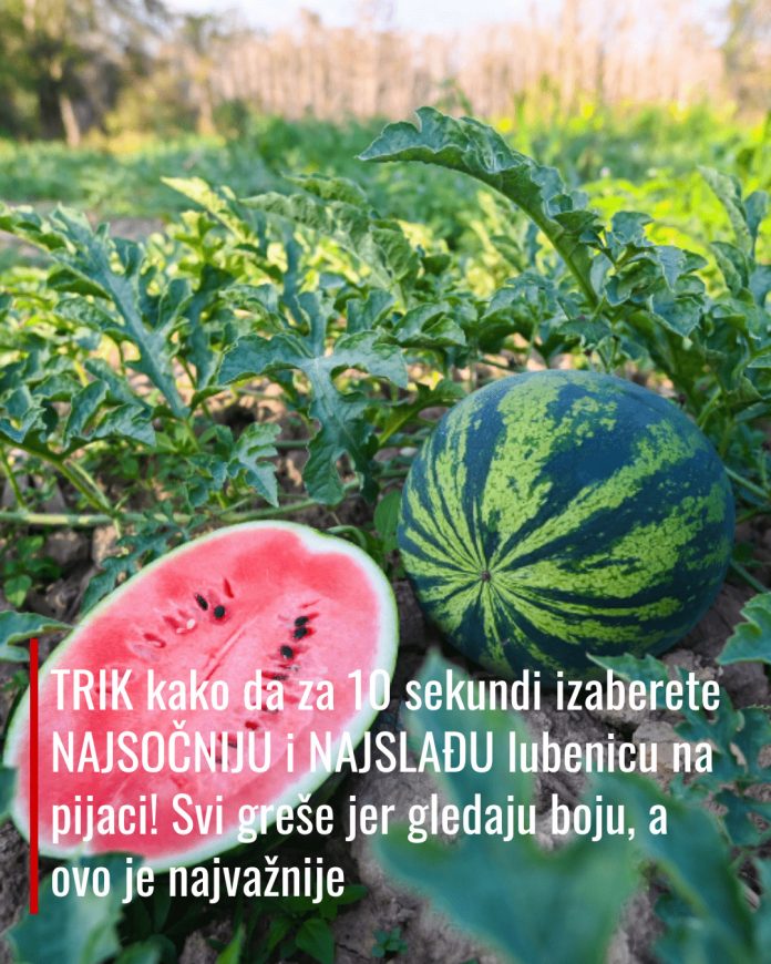 TRIK kako da za 10 sekundi izaberete NAJSOČNIJU i NAJSLAĐU lubenicu na pijaci! Svi greše jer gledaju boju, a ovo je najvažnije - content image TRIK kako da za 10 sekundi izaberete NAJSOČNIJU i NAJSLAĐU lubenicu na pijaci! Svi greše jer gledaju boju, a ovo je najvažnije - content image