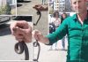 Poznati zmijolovac otkrio šta da uradite ako vas ujede zmija: Ovako prepoznajte otrovnicu od bezopasne vrste Poznati zmijolovac otkrio šta da uradite ako vas ujede zmija: Ovako prepoznajte otrovnicu od bezopasne vrste - featured image