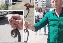 Poznati zmijolovac otkrio šta da uradite ako vas ujede zmija: Ovako prepoznajte otrovnicu od bezopasne vrste Poznati zmijolovac otkrio šta da uradite ako vas ujede zmija: Ovako prepoznajte otrovnicu od bezopasne vrste - featured image