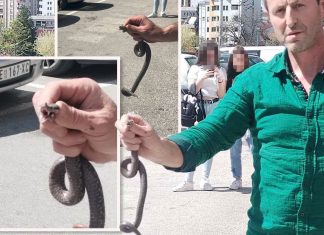 Poznati zmijolovac otkrio šta da uradite ako vas ujede zmija: Ovako prepoznajte otrovnicu od bezopasne vrste Poznati zmijolovac otkrio šta da uradite ako vas ujede zmija: Ovako prepoznajte otrovnicu od bezopasne vrste - featured image