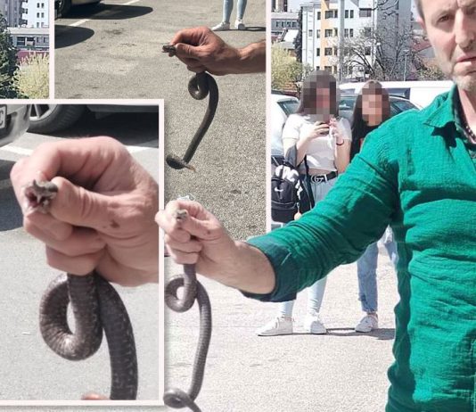 Poznati zmijolovac otkrio šta da uradite ako vas ujede zmija: Ovako prepoznajte otrovnicu od bezopasne vrste Poznati zmijolovac otkrio šta da uradite ako vas ujede zmija: Ovako prepoznajte otrovnicu od bezopasne vrste - featured image
