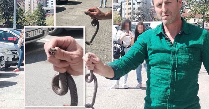 Poznati zmijolovac otkrio šta da uradite ako vas ujede zmija: Ovako prepoznajte otrovnicu od bezopasne vrste - featured image