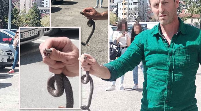 Poznati zmijolovac otkrio šta da uradite ako vas ujede zmija: Ovako prepoznajte otrovnicu od bezopasne vrste Poznati zmijolovac otkrio šta da uradite ako vas ujede zmija: Ovako prepoznajte otrovnicu od bezopasne vrste - featured image