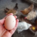 SAMO ŠAKA OVOGA! 🐔 Kokoške će biti zdrave i nosit će jaja kao lude tokom jeseni!