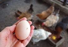 SAMO ŠAKA OVOGA! 🐔 Kokoške će biti zdrave i nosit će jaja kao lude tokom jeseni!
