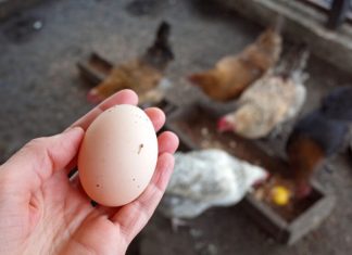 SAMO ŠAKA OVOGA! 🐔 Kokoške će biti zdrave i nosit će jaja kao lude tokom jeseni!