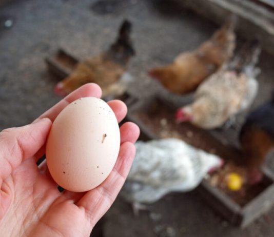 SAMO ŠAKA OVOGA! 🐔 Kokoške će biti zdrave i nosit će jaja kao lude tokom jeseni!