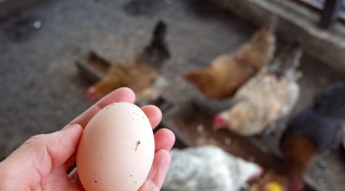 SAMO ŠAKA OVOGA! 🐔 Kokoške će biti zdrave i nosit će jaja kao lude tokom jeseni!